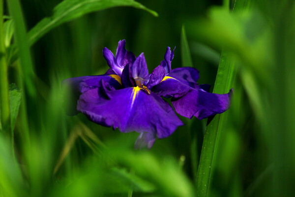 神秘菖蒲