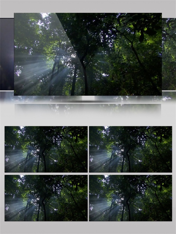 阳光穿过森林视频音效