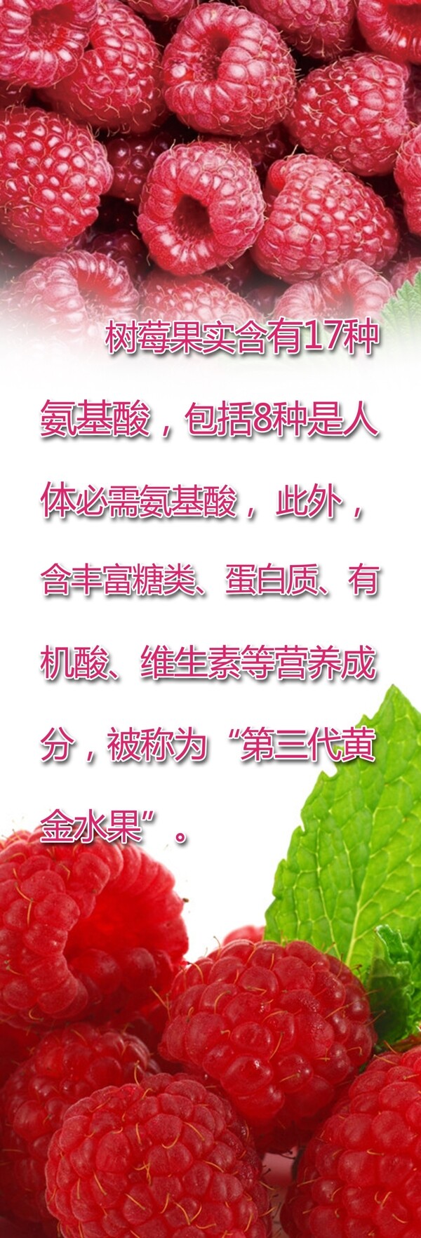 樹莓