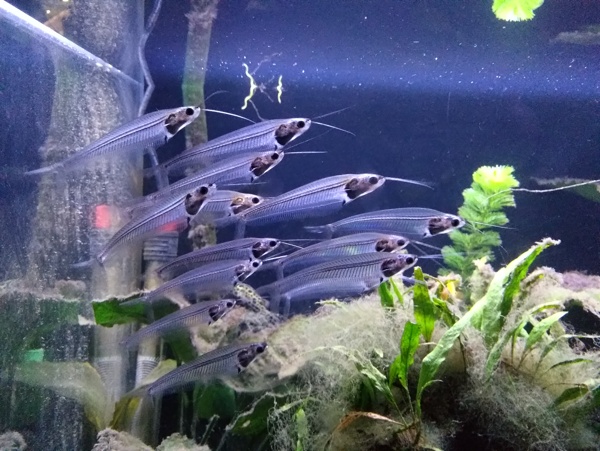 海魚