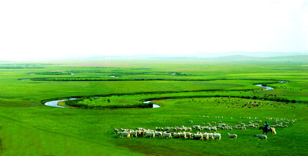 草原千里牛羊肥图片
