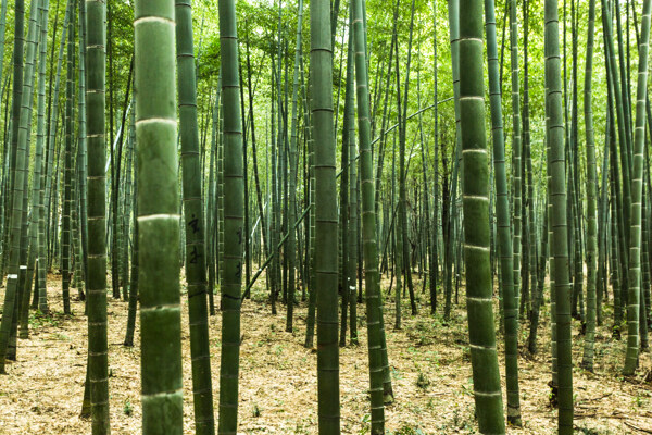 竹子