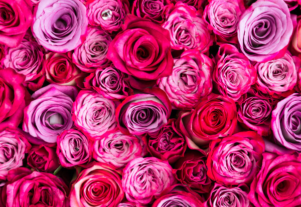 漂亮的紫色玫瑰花