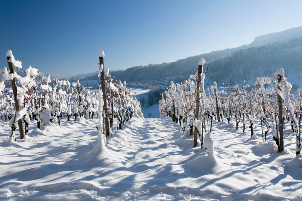 冬季的葡萄园图片