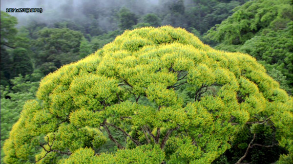 大樹密林風(fēng)光高清視頻素材