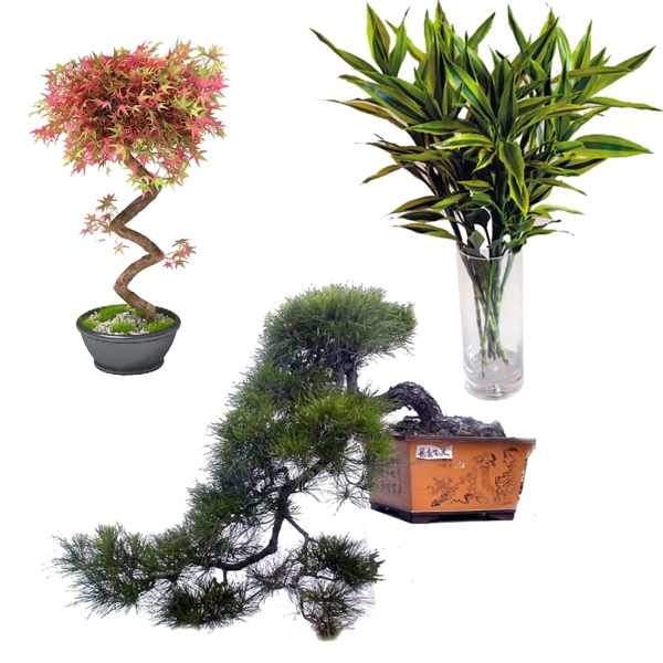 室內(nèi)植物圖片