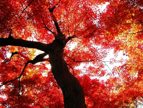 秋天秋叶金色的秋天图片