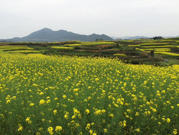 油菜花