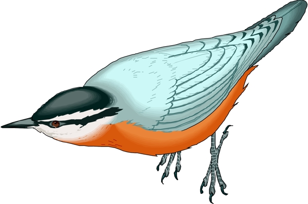 矢量逼真鳥類動物215