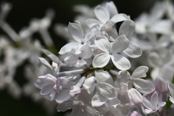 丁香花