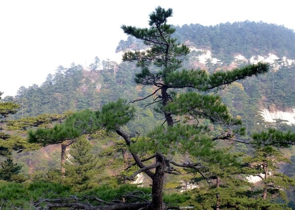 青松樹圖片