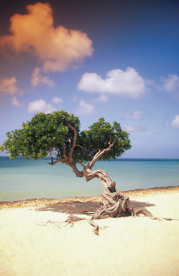 沙滩上的陈年老树