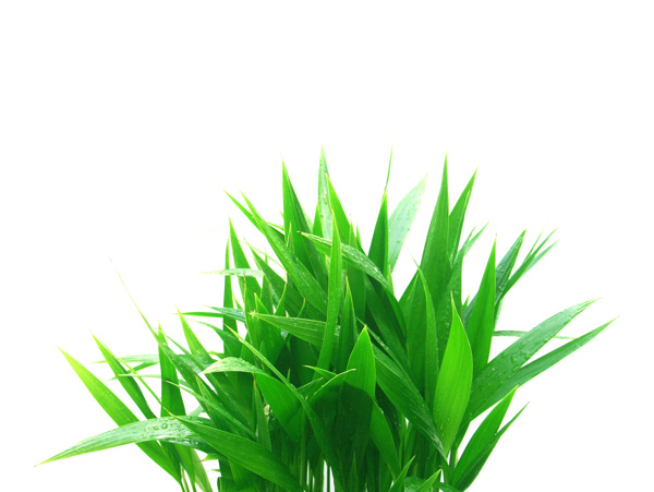 绿叶高清素材绿色植物