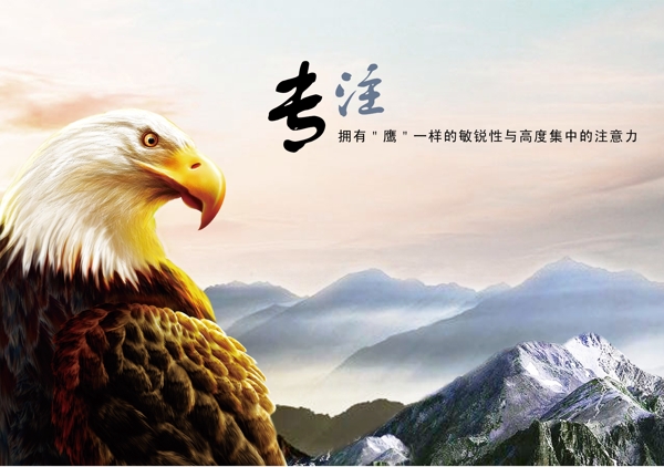 企业文化专注海报设计