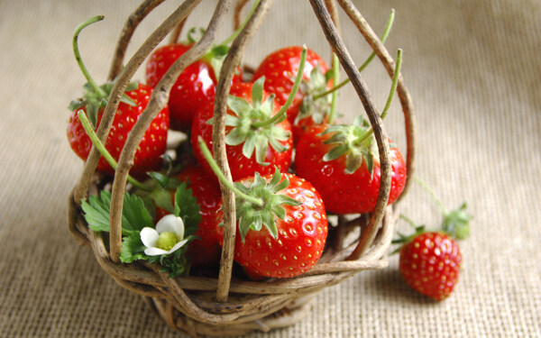 麻袋草莓新鲜草莓