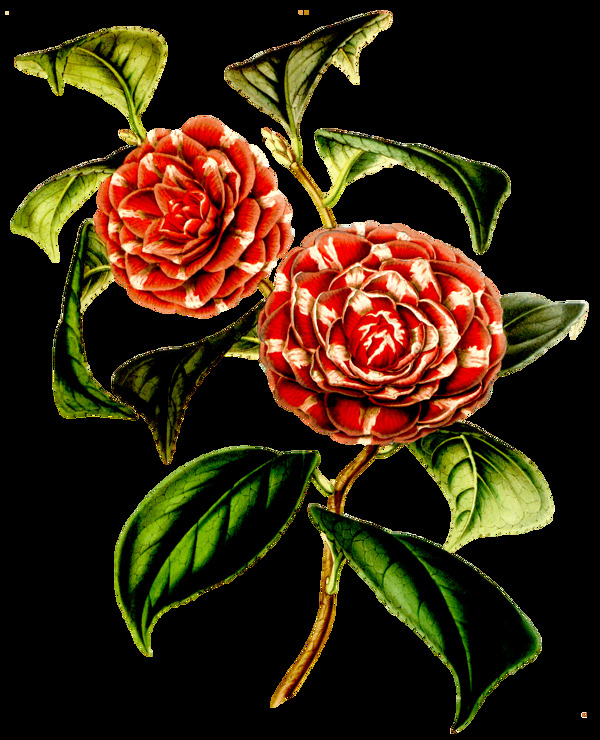 金秋花蕊卡通透明素材