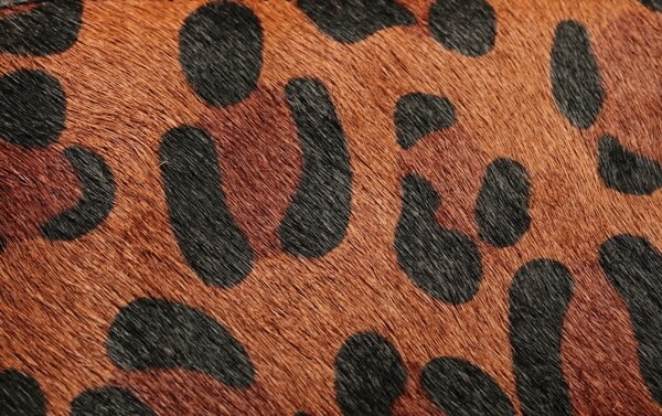 豹纹皮质特写图片