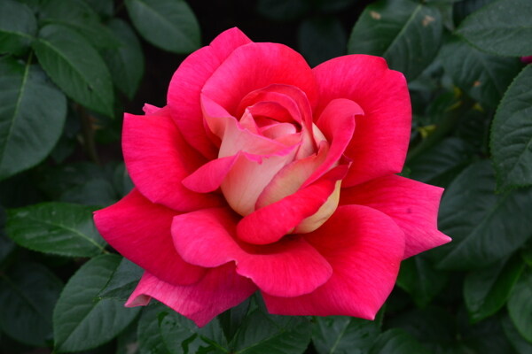 月季花