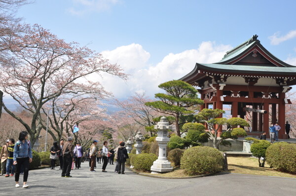 日本平和公园樱花图片