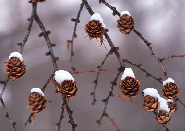 冰雪和植物