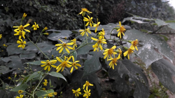 路邊的小黃花