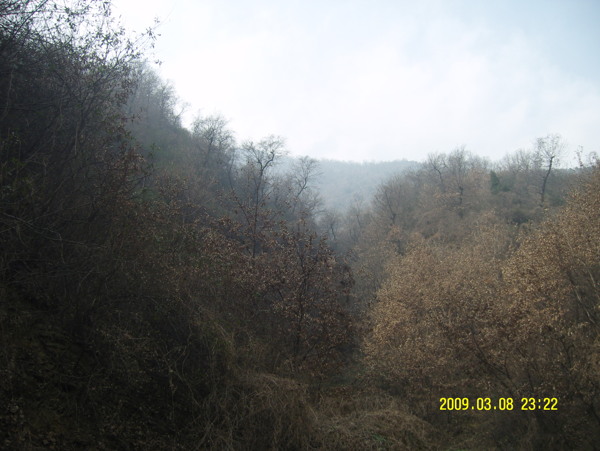 山大山樹樹木