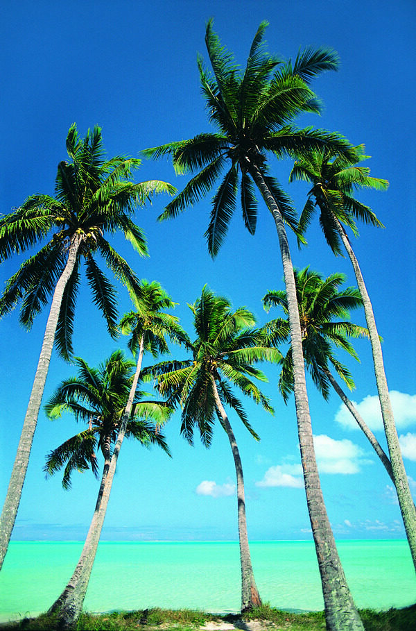 海岛风情椰树99图片