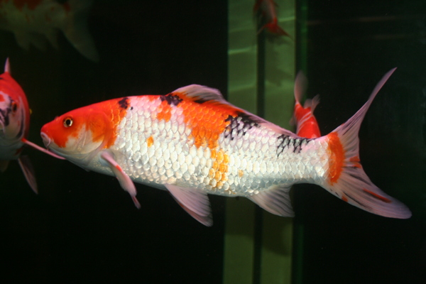 靚魚圖片