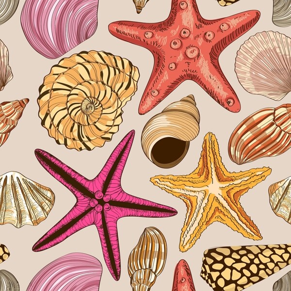 海洋贝壳图片