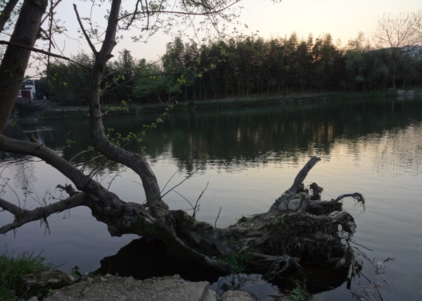 湖面樹根圖片