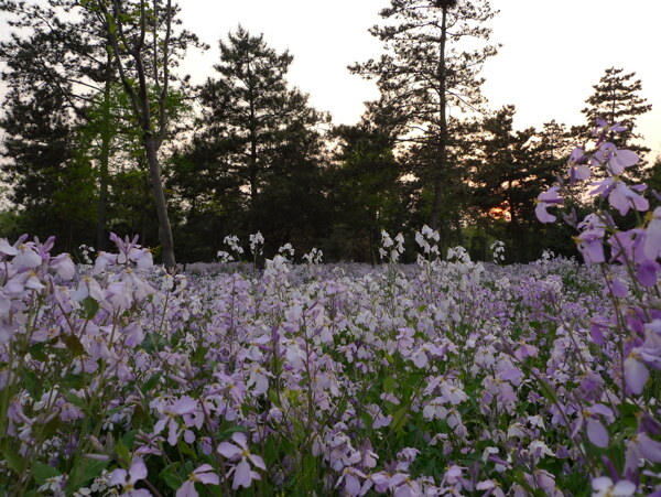 花海