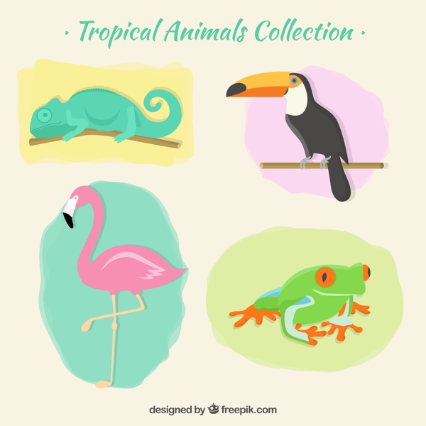 热带动物