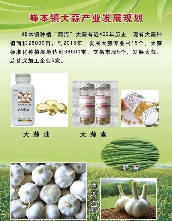 大蒜产业发展规划图片