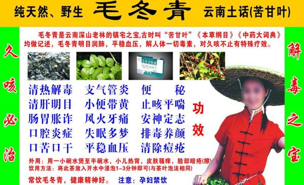 毛冬青圖片