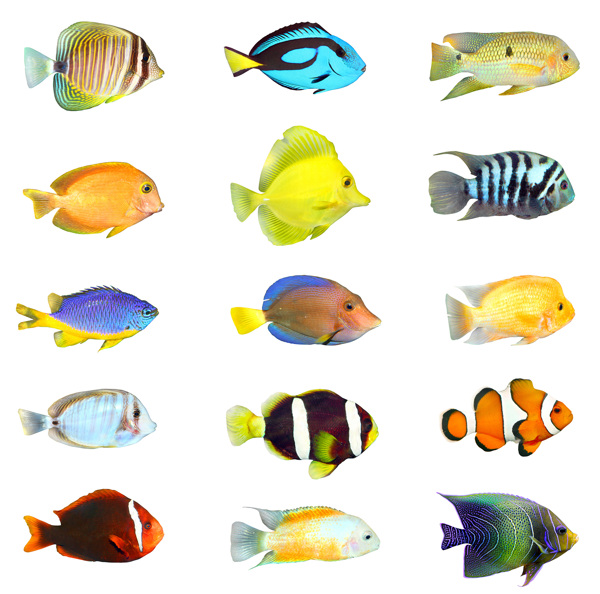 15种热带鱼高清图片