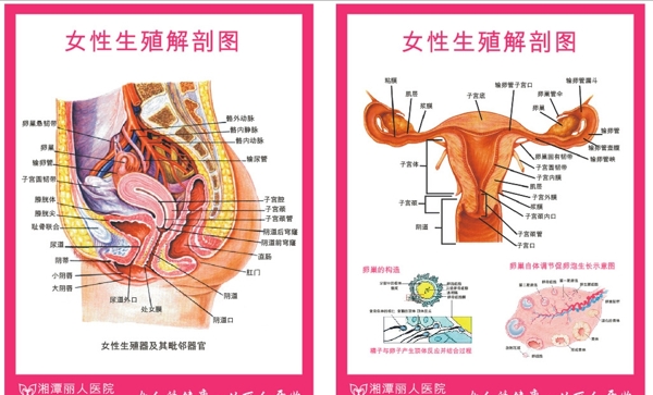 生殖器解剖图