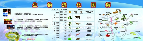 生物進(jìn)化圖圖片