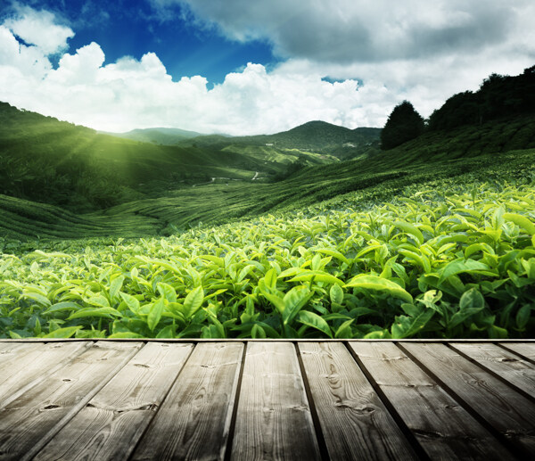 唯美的茶叶种植园高清图片