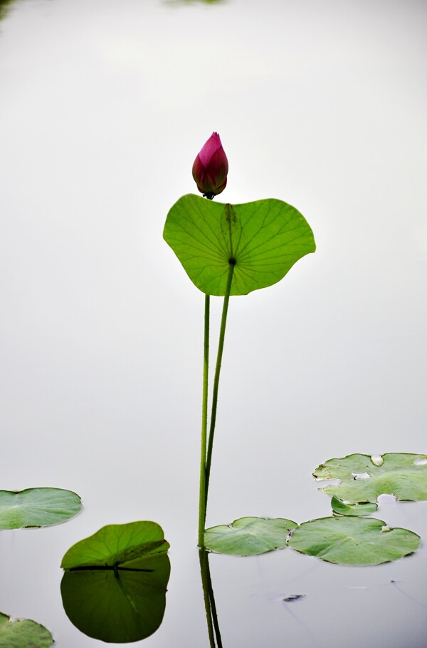 荷花圖片