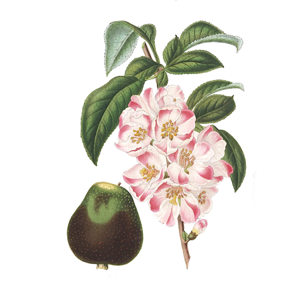 位圖寫實(shí)花卉藝術(shù)效果水彩花卉免費(fèi)素材