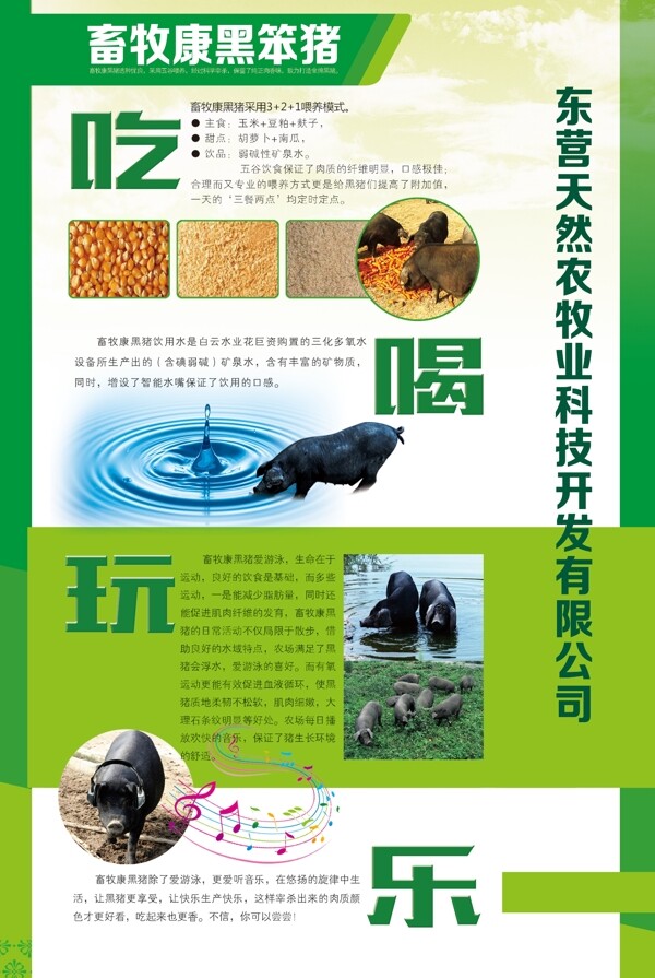 黑豬圖片