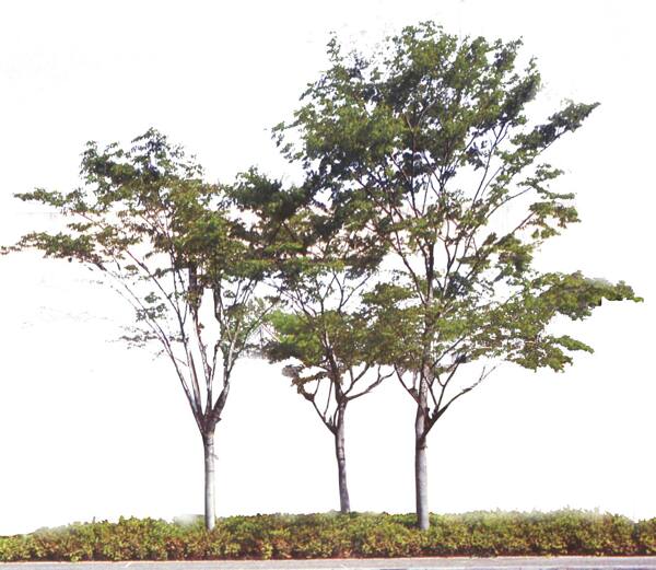 植物素材