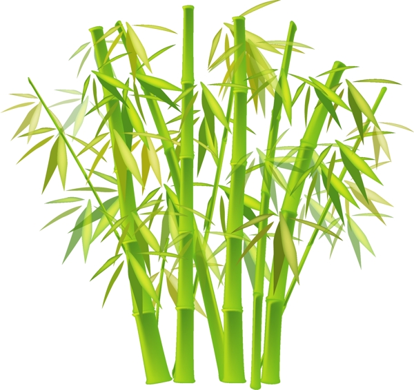 竹子圖片