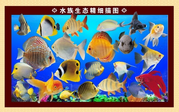 水族圖片
