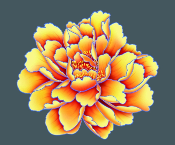 牡丹花圖片