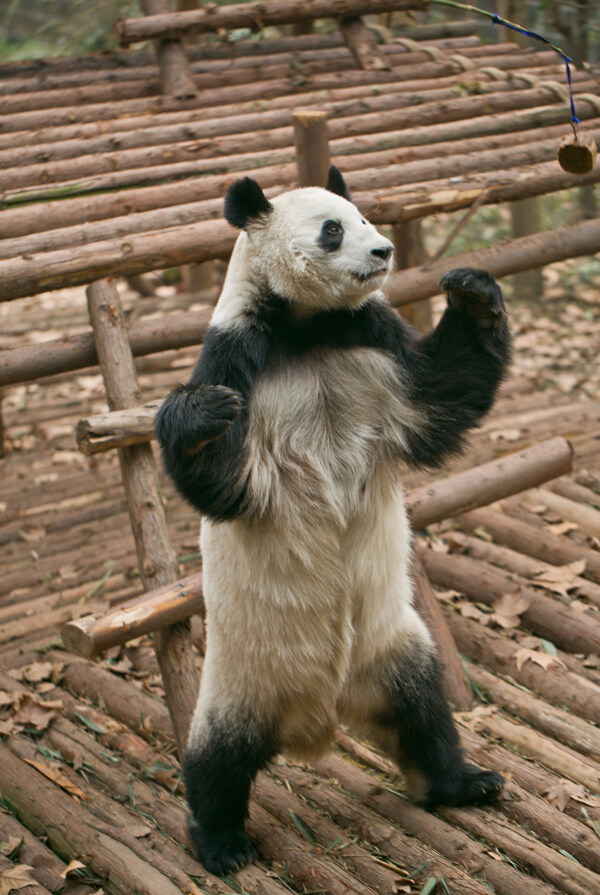 大熊猫图片