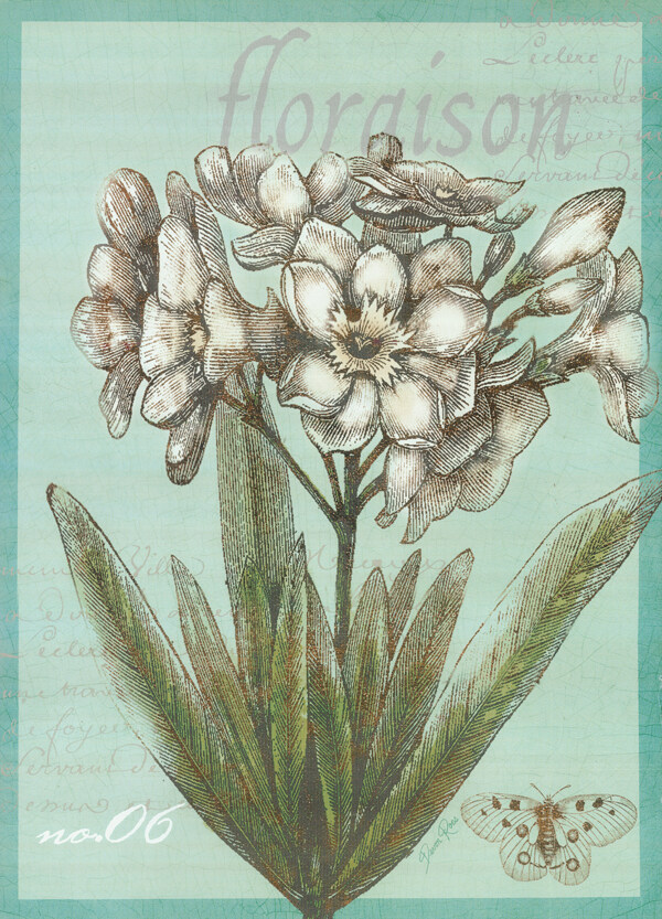 植物花卉插画