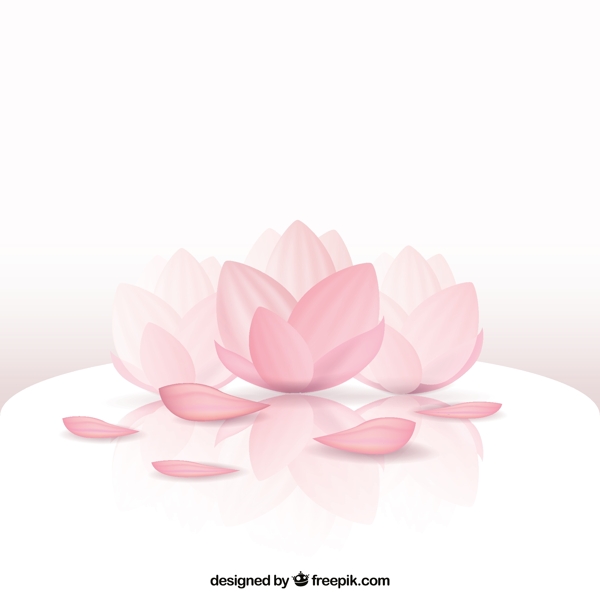 美麗的蓮花