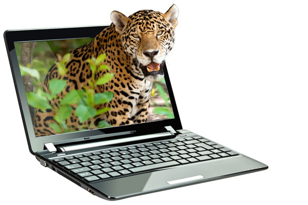 创意笔记本电脑与豹子图片
