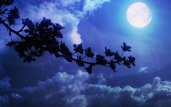 美麗的夜晚月亮風(fēng)景圖片